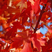 Red Maple, Autumn Blaze 2-2.5